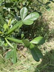 Crescentia alata