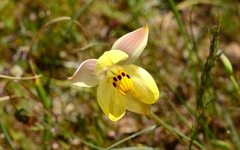 Cyanella alba