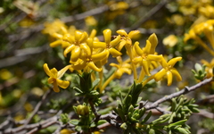 Lasiosiphon deserticola