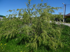 Salix triandra