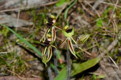 Caladenia toxochila