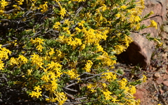 Lasiosiphon deserticola