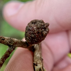 Neuroterus quercusbatatus