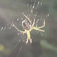 Mangora