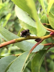 Cryptorhynchus lapathi