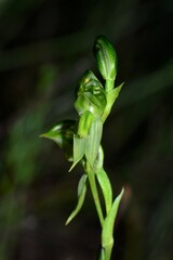 Pterostylis prasina