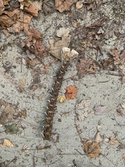 Sciaenidae
