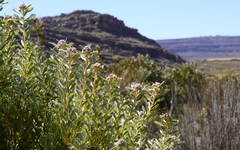 Leucadendron