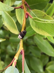 Cryptorhynchus lapathi