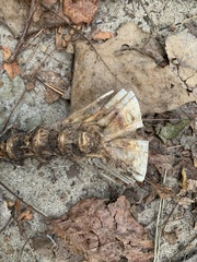 Sciaenidae