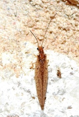 Micromus subanticus