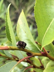 Cryptorhynchus lapathi