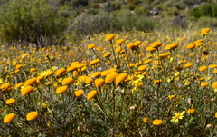 Oncosiphon grandiflorus