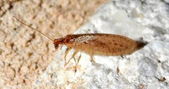 Micromus subanticus