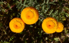 Oncosiphon grandiflorus