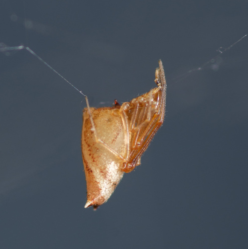 cobweb spiders