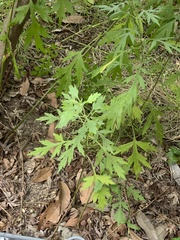 Artemisia princeps