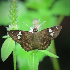 Celaenorrhinus fusca