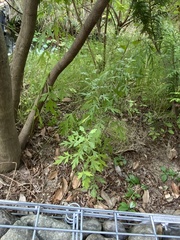 Artemisia princeps