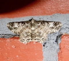 Cleora acaciaria