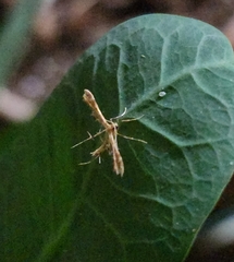 Gillmeria pallidactyla