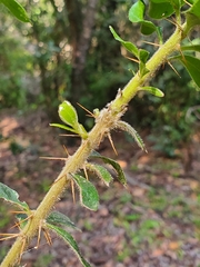 Archidasyphyllum excelsum