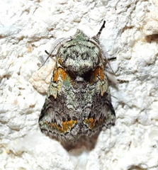 Litodonta hydromeli