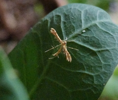 Gillmeria pallidactyla