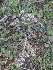 Goniolimon speciosum