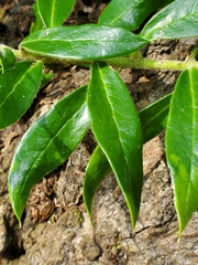 Archidasyphyllum excelsum