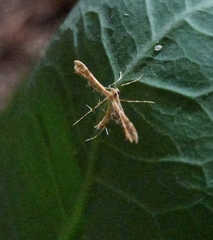 Gillmeria pallidactyla