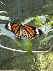 Danaus genutia