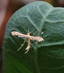 Gillmeria pallidactyla