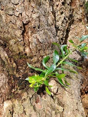 Archidasyphyllum excelsum