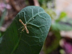 Gillmeria pallidactyla