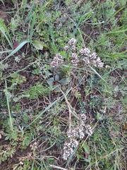 Goniolimon speciosum