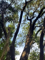 Archidasyphyllum excelsum