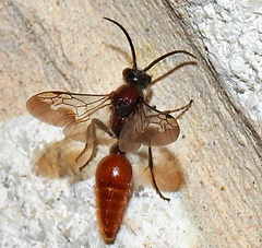 Sphaeropthalma imperialis