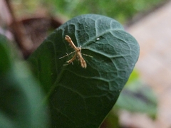 Gillmeria pallidactyla