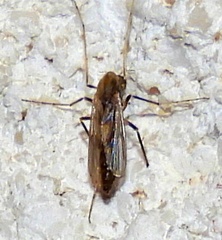 Chironomoidea