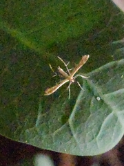 Gillmeria pallidactyla