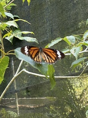 Danaus genutia