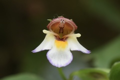 Torenia biniflora