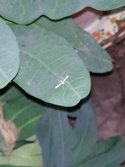 Gillmeria pallidactyla