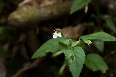 Torenia biniflora