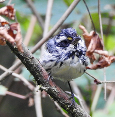 Setophaga nigrescens