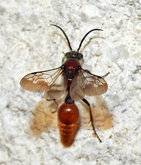 Sphaeropthalma imperialis