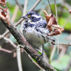 Setophaga nigrescens