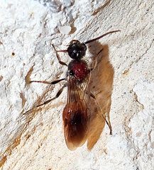 Sphaeropthalma imperialis