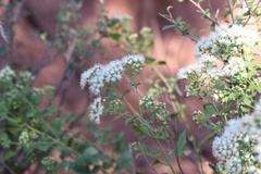Ageratina herbacea